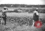 Image of United States Marines Okinawa Ryukyu Islands, 1945, second 35 stock footage video 65675070215