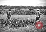 Image of United States Marines Okinawa Ryukyu Islands, 1945, second 39 stock footage video 65675070215