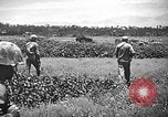 Image of United States Marines Okinawa Ryukyu Islands, 1945, second 41 stock footage video 65675070215