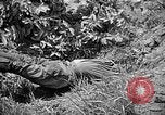 Image of United States Marines Okinawa Ryukyu Islands, 1945, second 46 stock footage video 65675070220