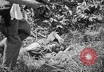 Image of United States Marines Okinawa Ryukyu Islands, 1945, second 49 stock footage video 65675070220