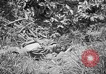 Image of United States Marines Okinawa Ryukyu Islands, 1945, second 52 stock footage video 65675070220