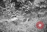 Image of United States Marines Okinawa Ryukyu Islands, 1945, second 53 stock footage video 65675070220