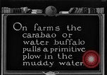 Image of banana plantation Hawaii USA, 1924, second 54 stock footage video 65675070222