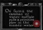 Image of banana plantation Hawaii USA, 1924, second 55 stock footage video 65675070222
