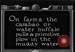 Image of banana plantation Hawaii USA, 1924, second 57 stock footage video 65675070222
