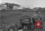 Image of banana plantation Hawaii USA, 1924, second 62 stock footage video 65675070222