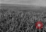 Image of sugarcane farm Hawaii USA, 1924, second 10 stock footage video 65675070223