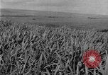 Image of sugarcane farm Hawaii USA, 1924, second 11 stock footage video 65675070223