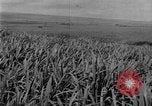 Image of sugarcane farm Hawaii USA, 1924, second 12 stock footage video 65675070223