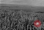 Image of sugarcane farm Hawaii USA, 1924, second 13 stock footage video 65675070223