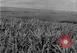 Image of sugarcane farm Hawaii USA, 1924, second 14 stock footage video 65675070223