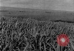 Image of sugarcane farm Hawaii USA, 1924, second 15 stock footage video 65675070223