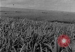 Image of sugarcane farm Hawaii USA, 1924, second 16 stock footage video 65675070223