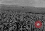 Image of sugarcane farm Hawaii USA, 1924, second 17 stock footage video 65675070223