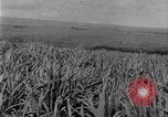 Image of sugarcane farm Hawaii USA, 1924, second 18 stock footage video 65675070223
