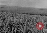 Image of sugarcane farm Hawaii USA, 1924, second 19 stock footage video 65675070223