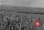 Image of sugarcane farm Hawaii USA, 1924, second 20 stock footage video 65675070223