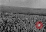 Image of sugarcane farm Hawaii USA, 1924, second 21 stock footage video 65675070223