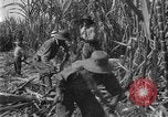 Image of sugarcane farm Hawaii USA, 1924, second 29 stock footage video 65675070223