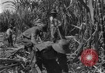 Image of sugarcane farm Hawaii USA, 1924, second 30 stock footage video 65675070223