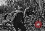 Image of sugarcane farm Hawaii USA, 1924, second 31 stock footage video 65675070223