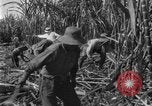 Image of sugarcane farm Hawaii USA, 1924, second 32 stock footage video 65675070223