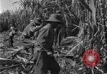 Image of sugarcane farm Hawaii USA, 1924, second 33 stock footage video 65675070223