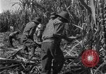 Image of sugarcane farm Hawaii USA, 1924, second 34 stock footage video 65675070223