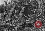 Image of sugarcane farm Hawaii USA, 1924, second 35 stock footage video 65675070223