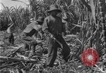 Image of sugarcane farm Hawaii USA, 1924, second 36 stock footage video 65675070223