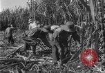 Image of sugarcane farm Hawaii USA, 1924, second 37 stock footage video 65675070223