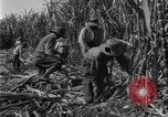 Image of sugarcane farm Hawaii USA, 1924, second 38 stock footage video 65675070223
