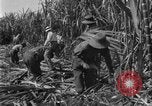 Image of sugarcane farm Hawaii USA, 1924, second 39 stock footage video 65675070223