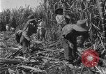 Image of sugarcane farm Hawaii USA, 1924, second 40 stock footage video 65675070223