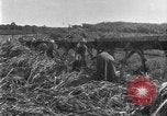Image of sugarcane farm Hawaii USA, 1924, second 51 stock footage video 65675070223