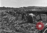 Image of sugarcane farm Hawaii USA, 1924, second 52 stock footage video 65675070223
