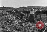 Image of sugarcane farm Hawaii USA, 1924, second 53 stock footage video 65675070223