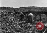 Image of sugarcane farm Hawaii USA, 1924, second 54 stock footage video 65675070223