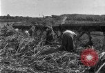 Image of sugarcane farm Hawaii USA, 1924, second 55 stock footage video 65675070223