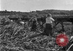Image of sugarcane farm Hawaii USA, 1924, second 56 stock footage video 65675070223