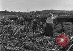 Image of sugarcane farm Hawaii USA, 1924, second 57 stock footage video 65675070223