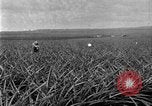 Standbild Ananas Farm Hawaii USA, 1924, aus Sekunde 11 historischem Filmmaterial Videoclip 65675070224
