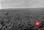 Standbild Ananas Farm Hawaii USA, 1924, aus Sekunde 12 historischem Filmmaterial Videoclip 65675070224