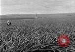 Standbild Ananas Farm Hawaii USA, 1924, aus Sekunde 13 historischem Filmmaterial Videoclip 65675070224