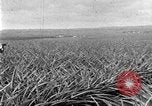 Standbild Ananas Farm Hawaii USA, 1924, aus Sekunde 14 historischem Filmmaterial Videoclip 65675070224