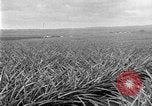Standbild Ananas Farm Hawaii USA, 1924, aus Sekunde 15 historischem Filmmaterial Videoclip 65675070224