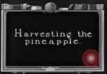 Standbild Ananas Farm Hawaii USA, 1924, aus Sekunde 16 historischem Filmmaterial Videoclip 65675070224