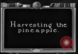 Standbild Ananas Farm Hawaii USA, 1924, aus Sekunde 18 historischem Filmmaterial Videoclip 65675070224