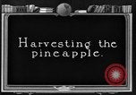 Standbild Ananas Farm Hawaii USA, 1924, aus Sekunde 19 historischem Filmmaterial Videoclip 65675070224